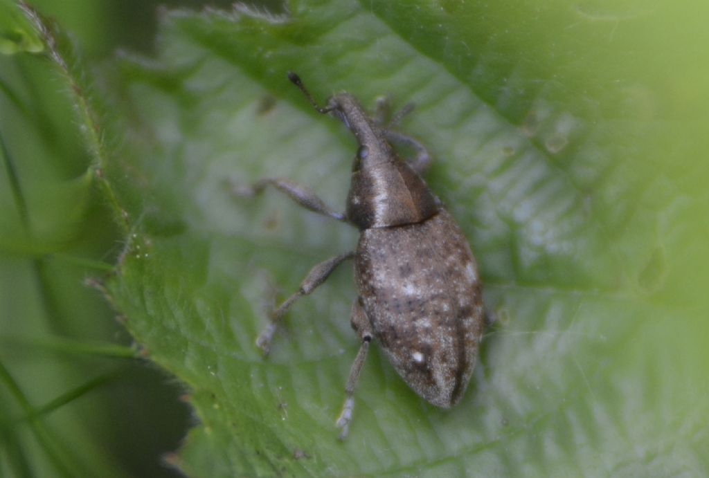 Curculionide id. - Lepyrus cf. armatus